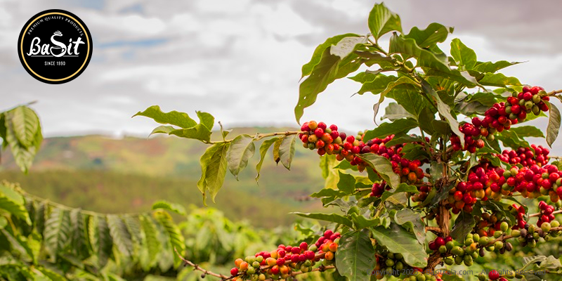 تاریخچه قهوه اتیوپی