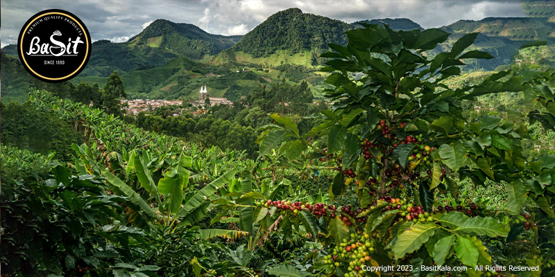 تاریخچه قهوه کلمبیا