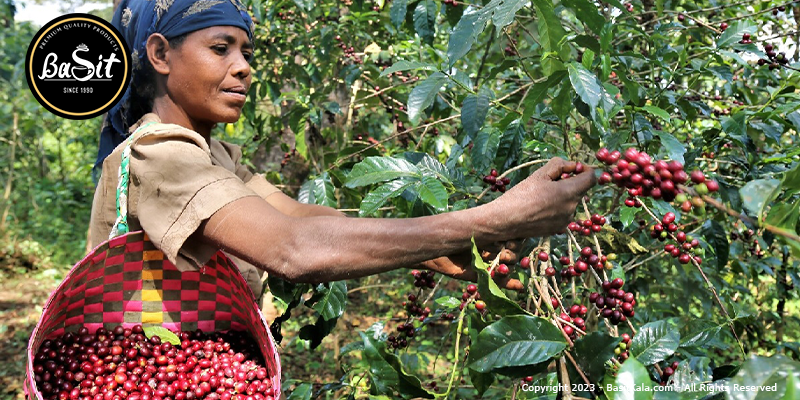 زن ویتنامی در مزرعه قهوه