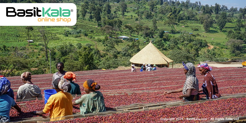 منشا و زادگاه قهوه گوجی اتیوپی